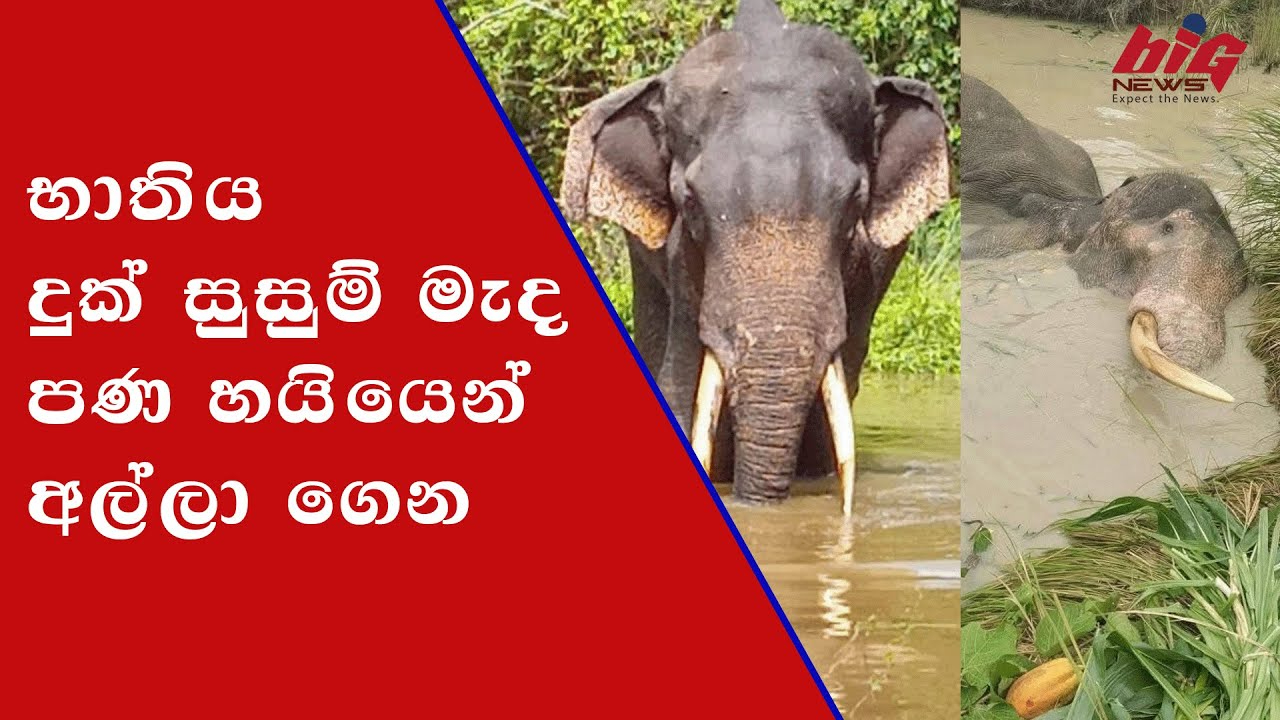 Wild ELEPHANT IN SRI LANKA