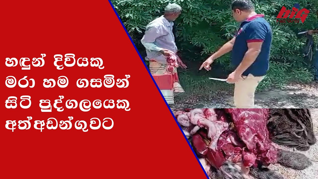 හඳුන් දිවියකු මරා හම ගසමින් සිටි පුද්ගලයෙකු අත්අඩන්ගුවට -BIG NEWS SRI LANKA
