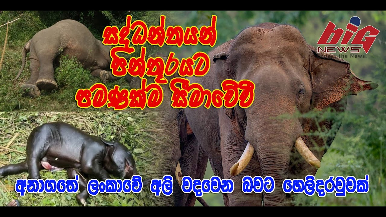 Sri Lanka Elephant | Tusker Sad story | BIG NEWS SRI LANKA